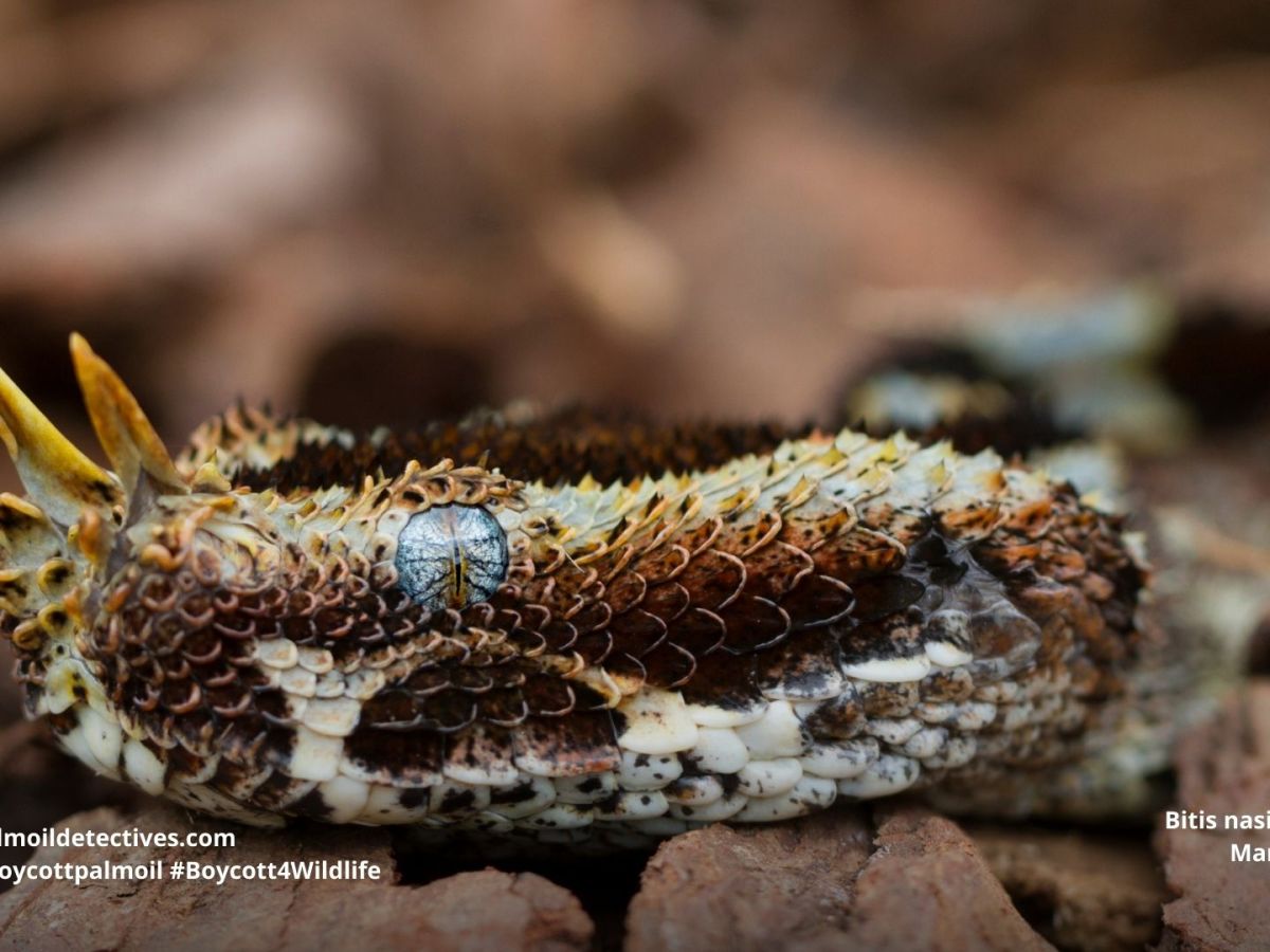 Butterfly Viper Bitis&nbsp;nasicornis