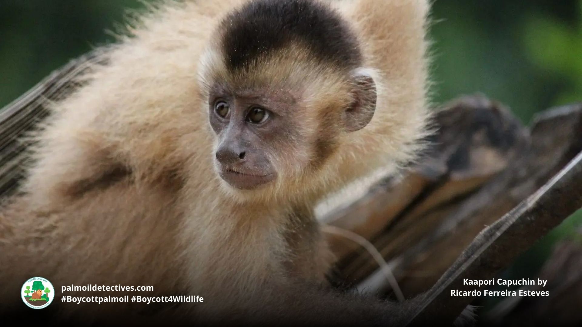 Kaapori Capuchin Cebus kaapori – Palm Oil Detectives