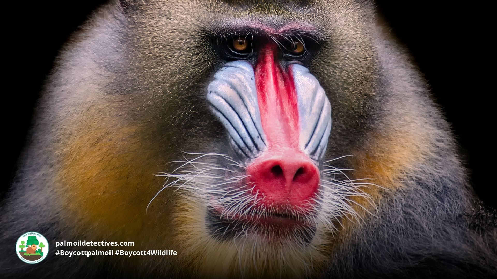 Mandrill Mandrillus sphinx - the largest monkeys in the world #Boycott4Wildlife
