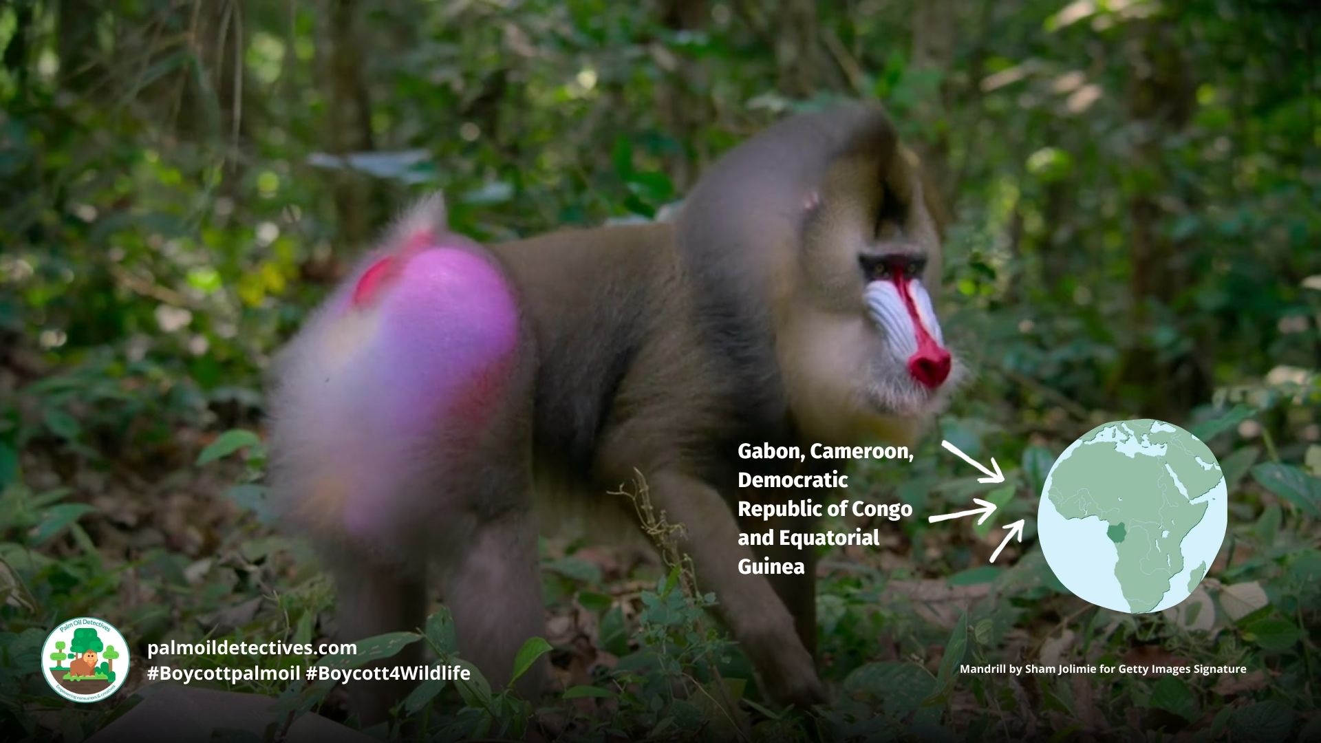 Mandrill Mandrillus sphinx - the largest monkeys in the world #Boycott4Wildlife