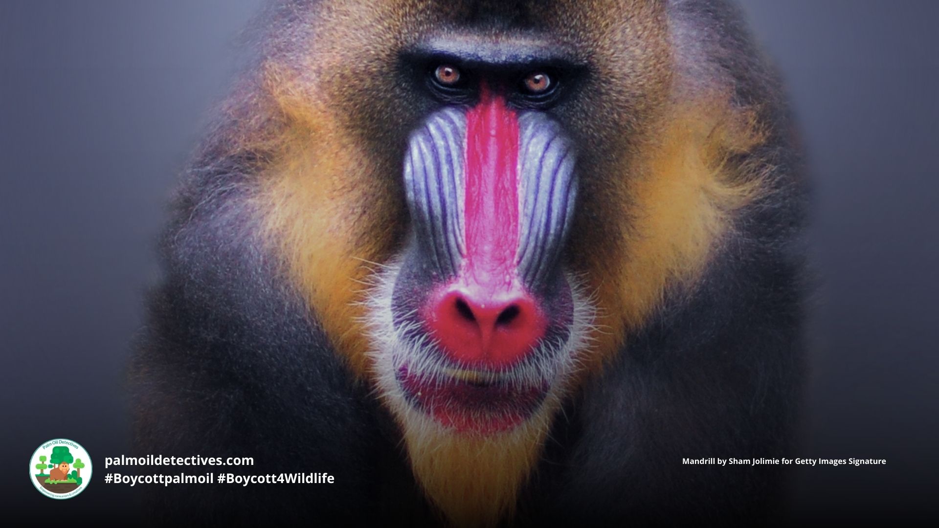 Mandrill Mandrillus sphinx - the largest monkeys in the world #Boycott4Wildlife
