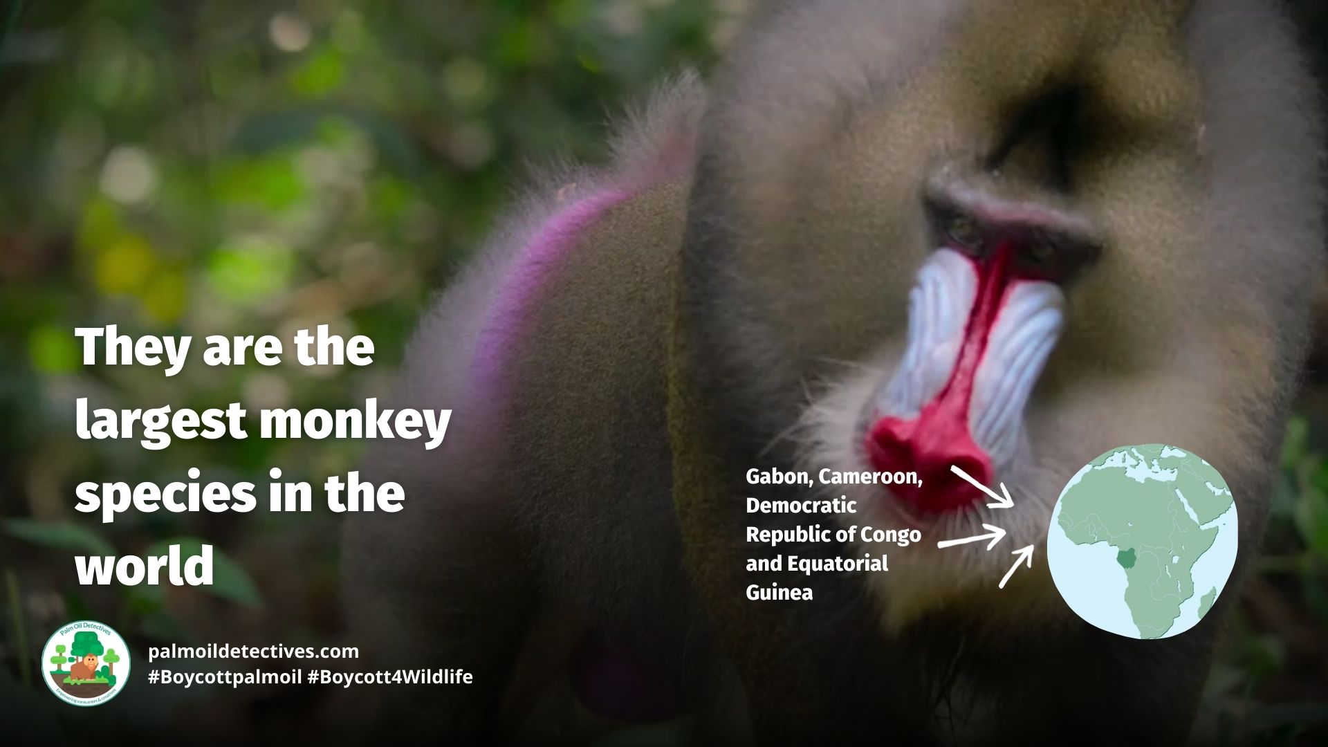 Mandrill Mandrillus sphinx - the largest monkeys in the world #Boycott4Wildlife