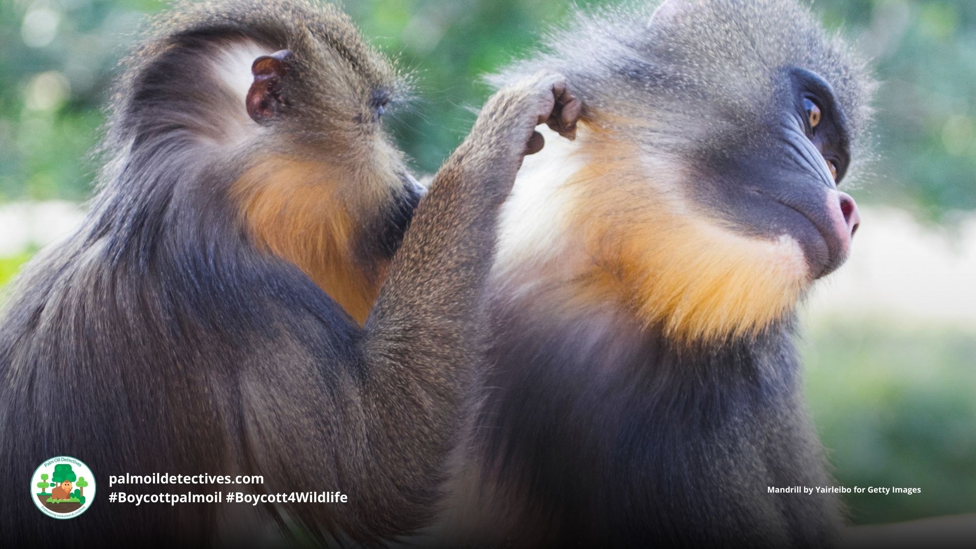Young Mandrills playing and grooming Mandrillus sphinx - they have no protections in place #Boycott4Wildlife