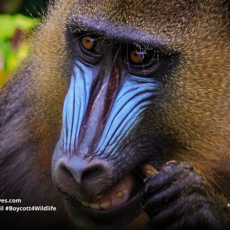 Mandrill Mandrillus sphinx