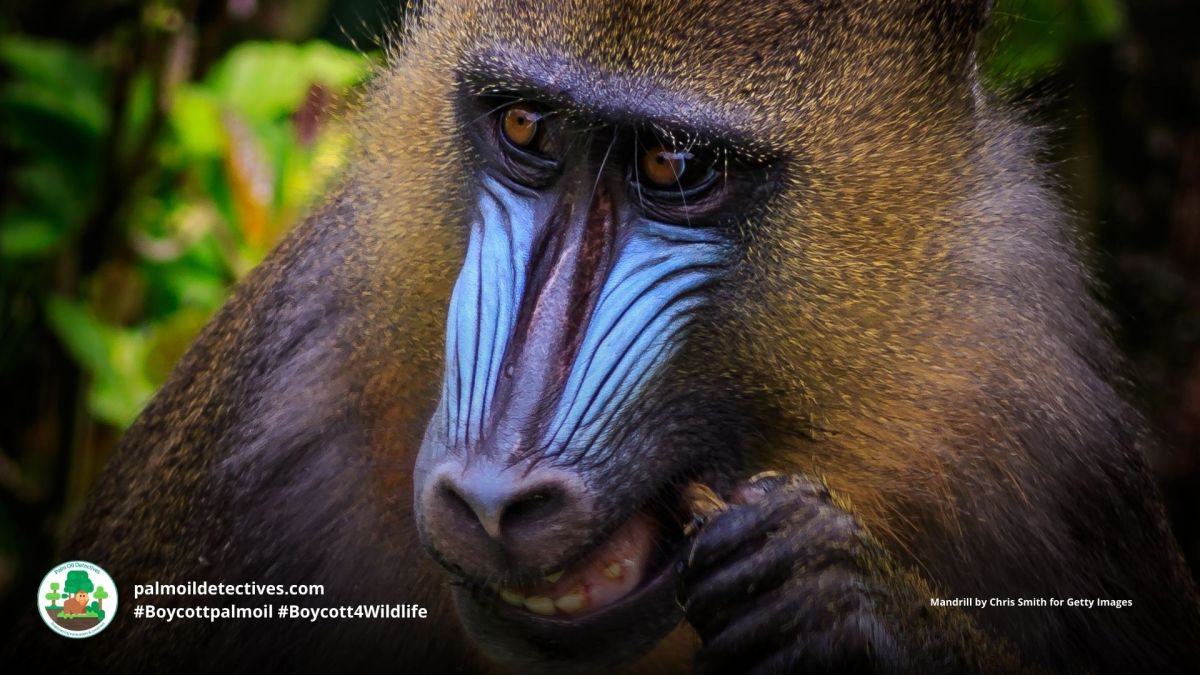 Mandrill Mandrillus sphinx