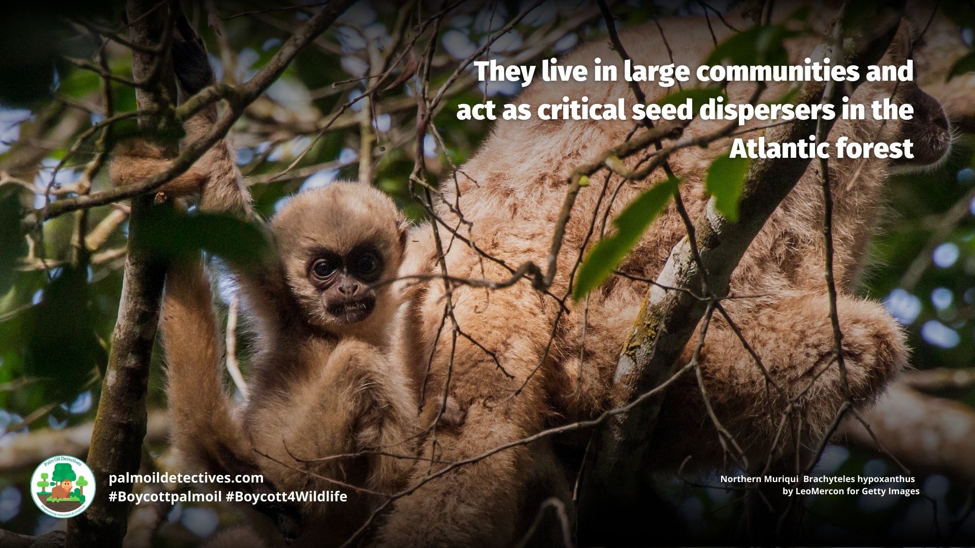 Northern Muriqui Brachyteles hypoxanthus - #Boycott4Wildlife