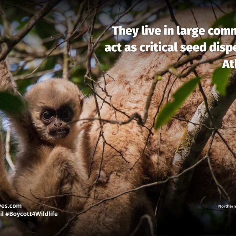 Northern Muriqui Brachyteles&nbsp;hypoxanthus