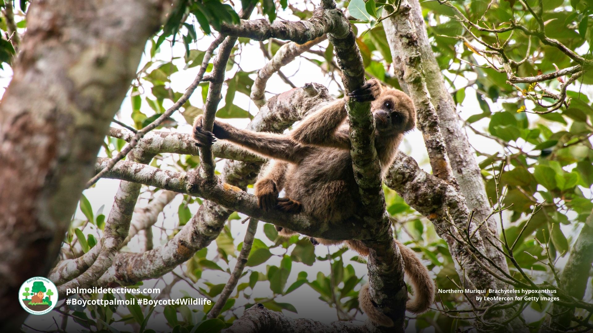 Northern Muriqui Brachyteles hypoxanthus - #Boycott4Wildlife