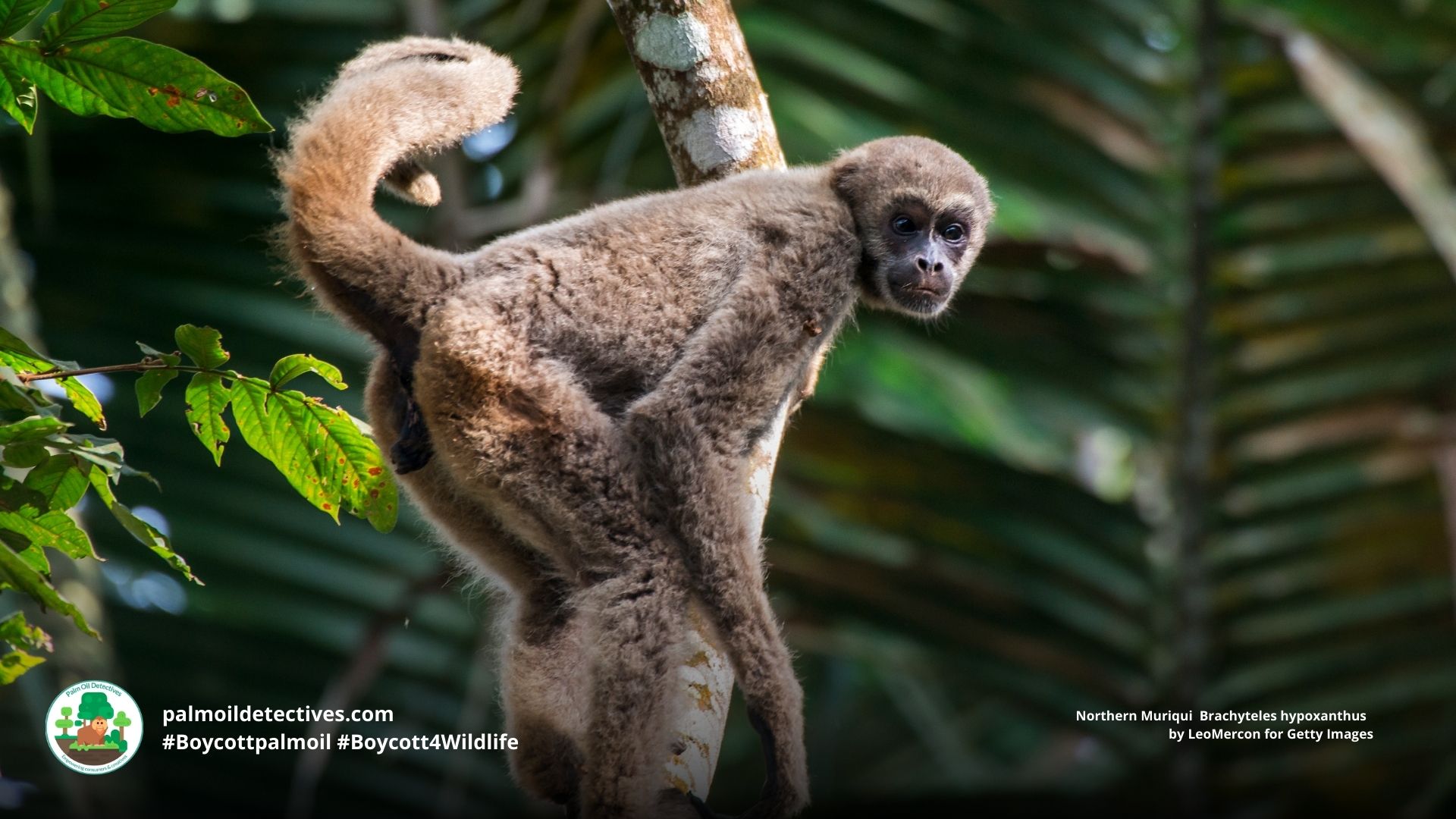 Northern Muriqui Brachyteles hypoxanthus - #Boycott4Wildlife