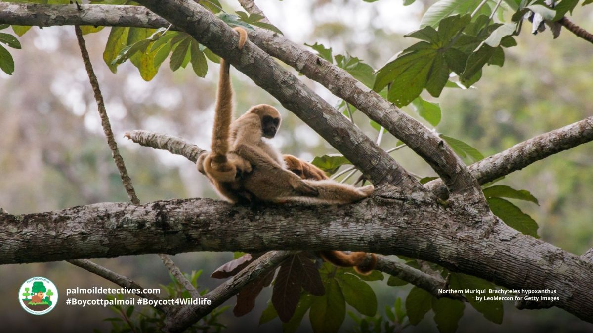 Declining primate numbers are threatening Brazil’s Atlantic&nbsp;forest