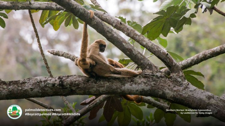 Declining primate numbers are threatening Brazil’s Atlantic&nbsp;forest