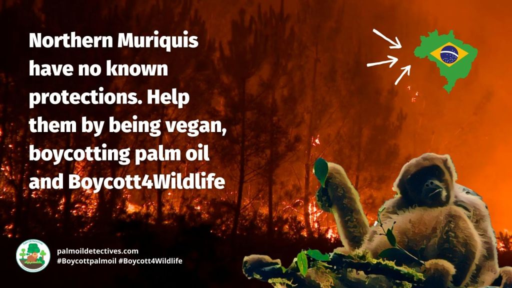 Northern Muriqui Brachyteles hypoxanthus - threats #Boycott4Wildlife