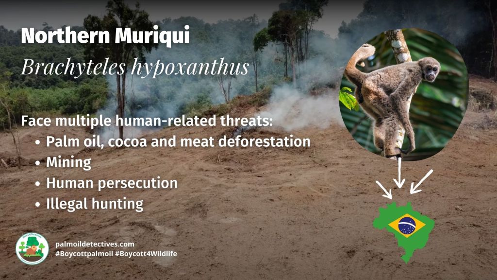 Northern Muriqui Brachyteles hypoxanthus - threats #Boycott4Wildlife