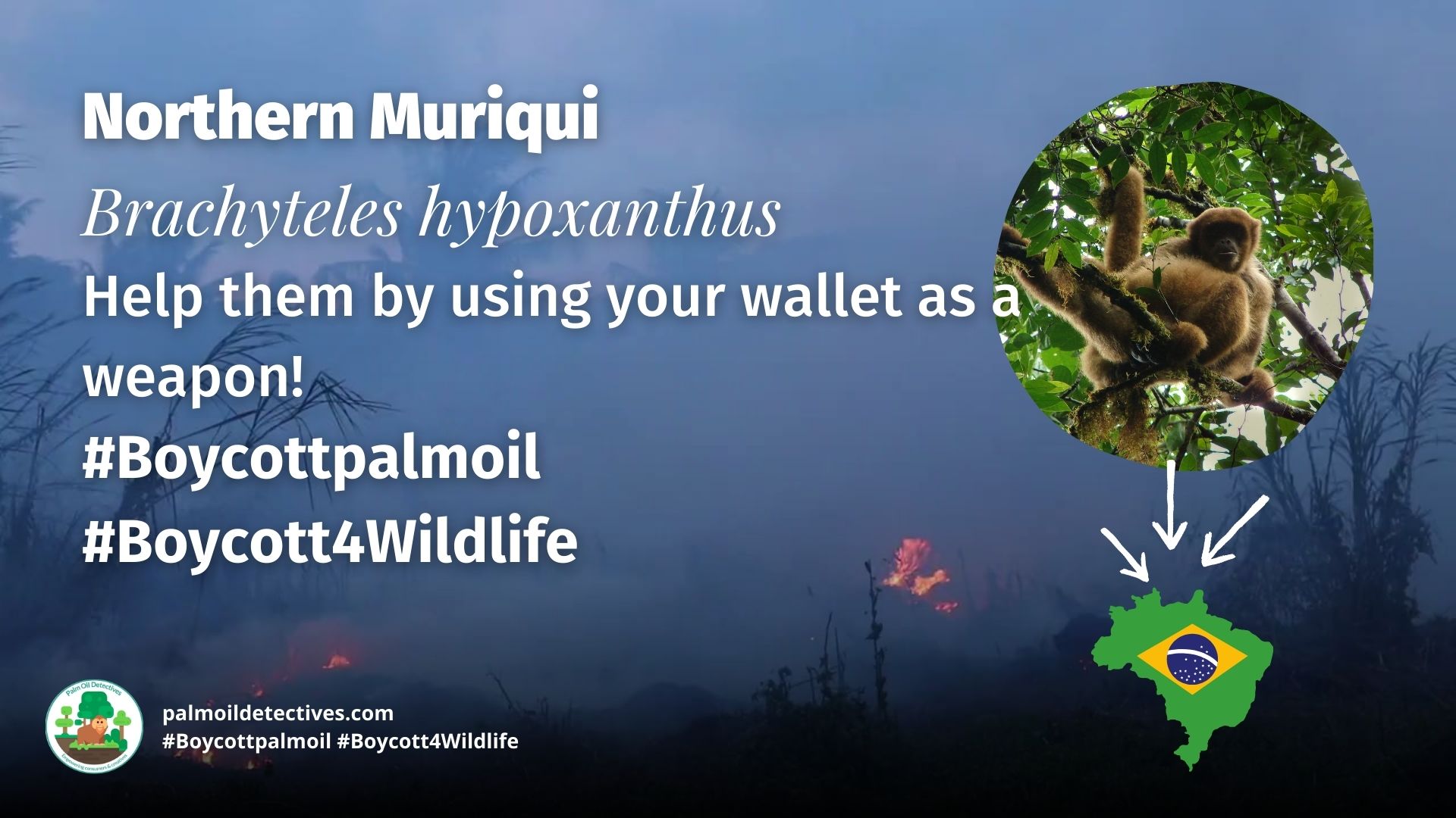 Northern Muriqui Brachyteles hypoxanthus - threats #Boycott4Wildlife