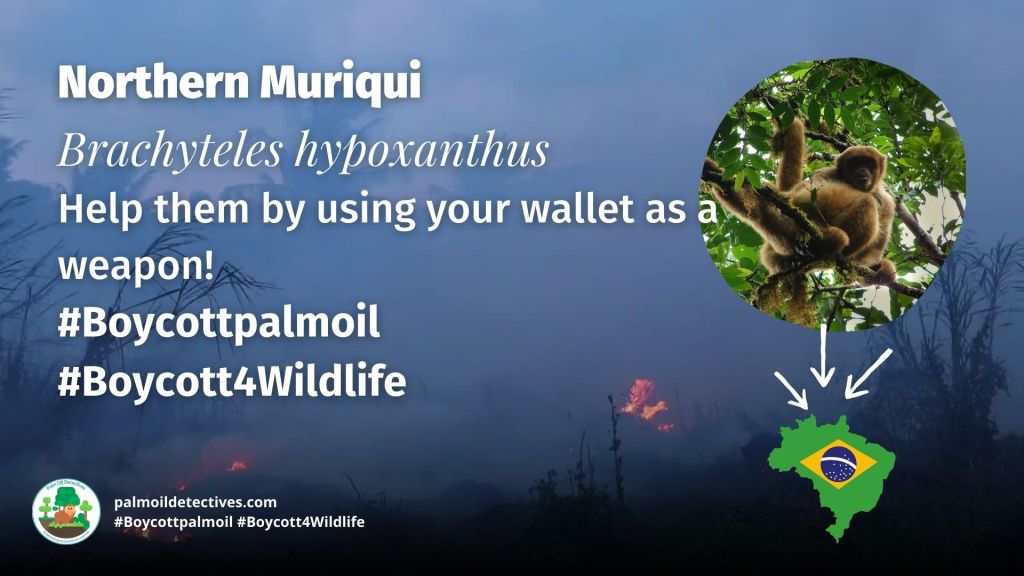 Northern Muriqui Brachyteles hypoxanthus - threats #Boycott4Wildlife