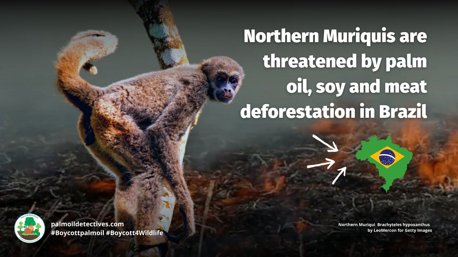 Northern Muriqui Brachyteles hypoxanthus - threats #Boycott4Wildlife
