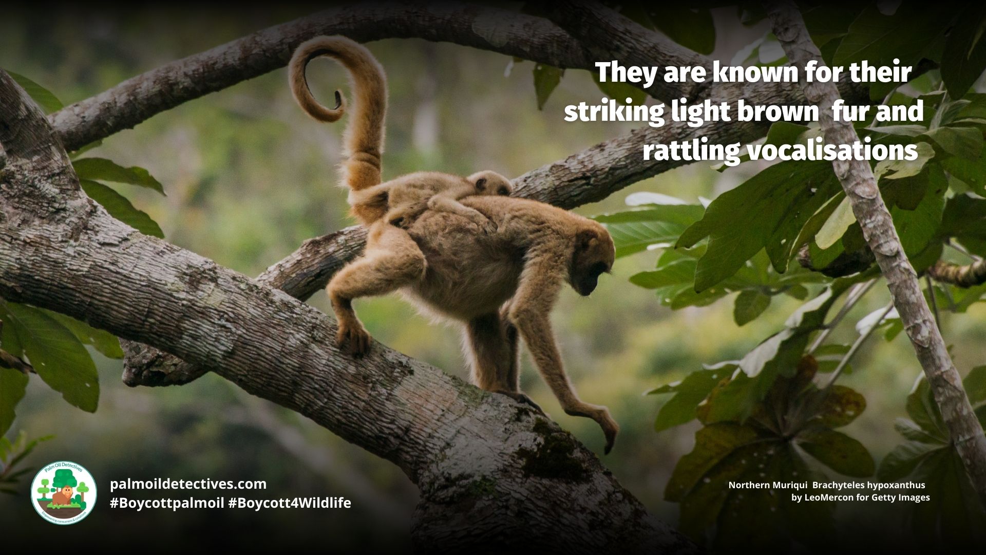 Northern Muriqui Brachyteles hypoxanthus