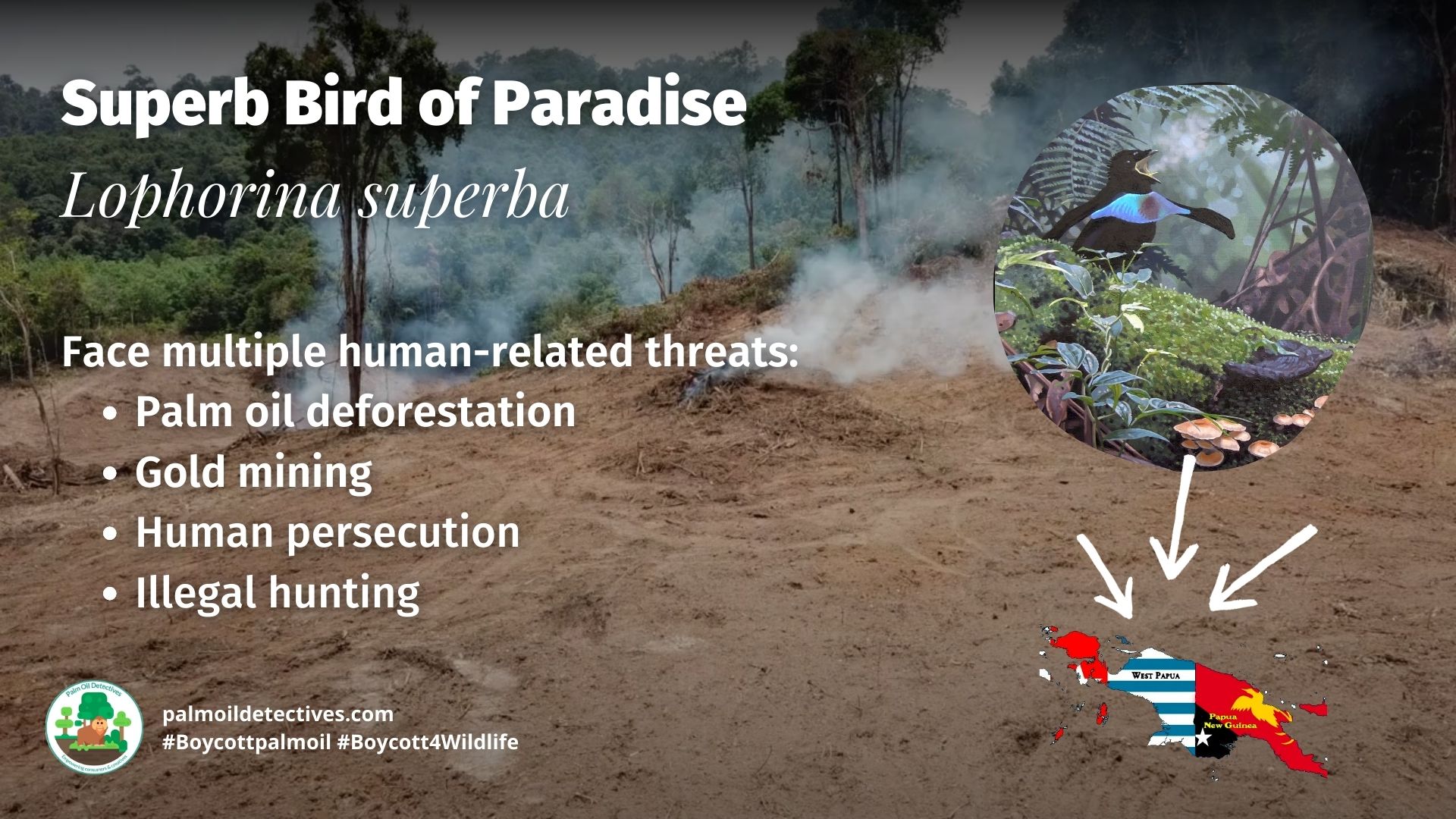 Vogelkop Superb Bird of Paradise Lophorina superba