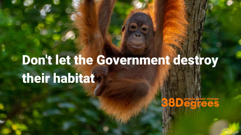 Sign the petiton - We demand that the UK set the toughest environmental standards possible for palm oil imports, so we don’t get left behind while other countries continue to uphold tough standards.