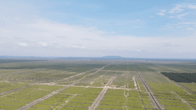 AA Sawit a vast palm oil plantation devoid of life is part owned by the Sultan of Johor, of the Malaysian Royal Family. Source: 'Drains Dug, Trees Cut, Now Let's Get it Approved' by Macaranga Media. https://www.macaranga.org/drains-dug-trees-cut-now-get-it-approved-aa-sawit-johor/