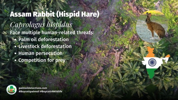 Assam Rabbit (Hispid Hare) hispidus - threats