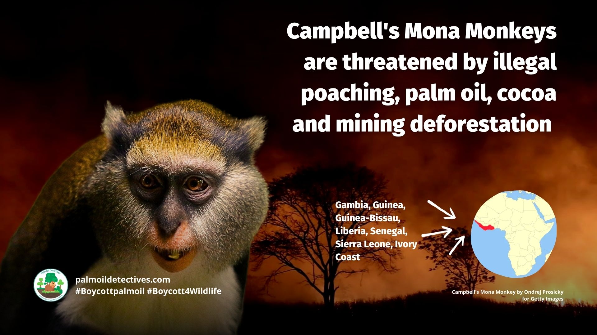 Campbell's Mona Monkey Cercopithecus campbelli #Boycottpalmoil #Boycott4Wildlife