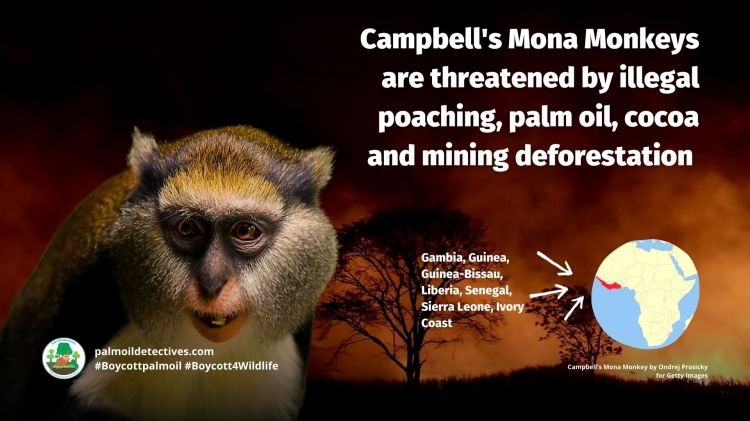 Campbell's Mona Monkey Cercopithecus campbelli #Boycottpalmoil #Boycott4Wildlife