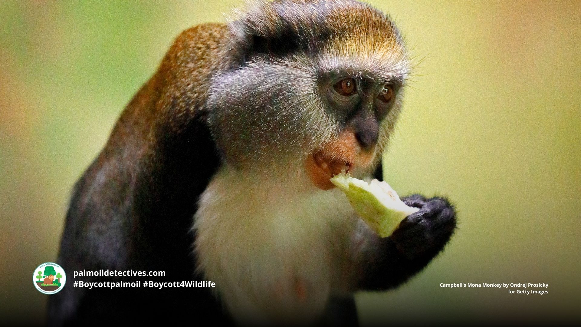 Campbell's Mona Monkey Cercopithecus campbelli