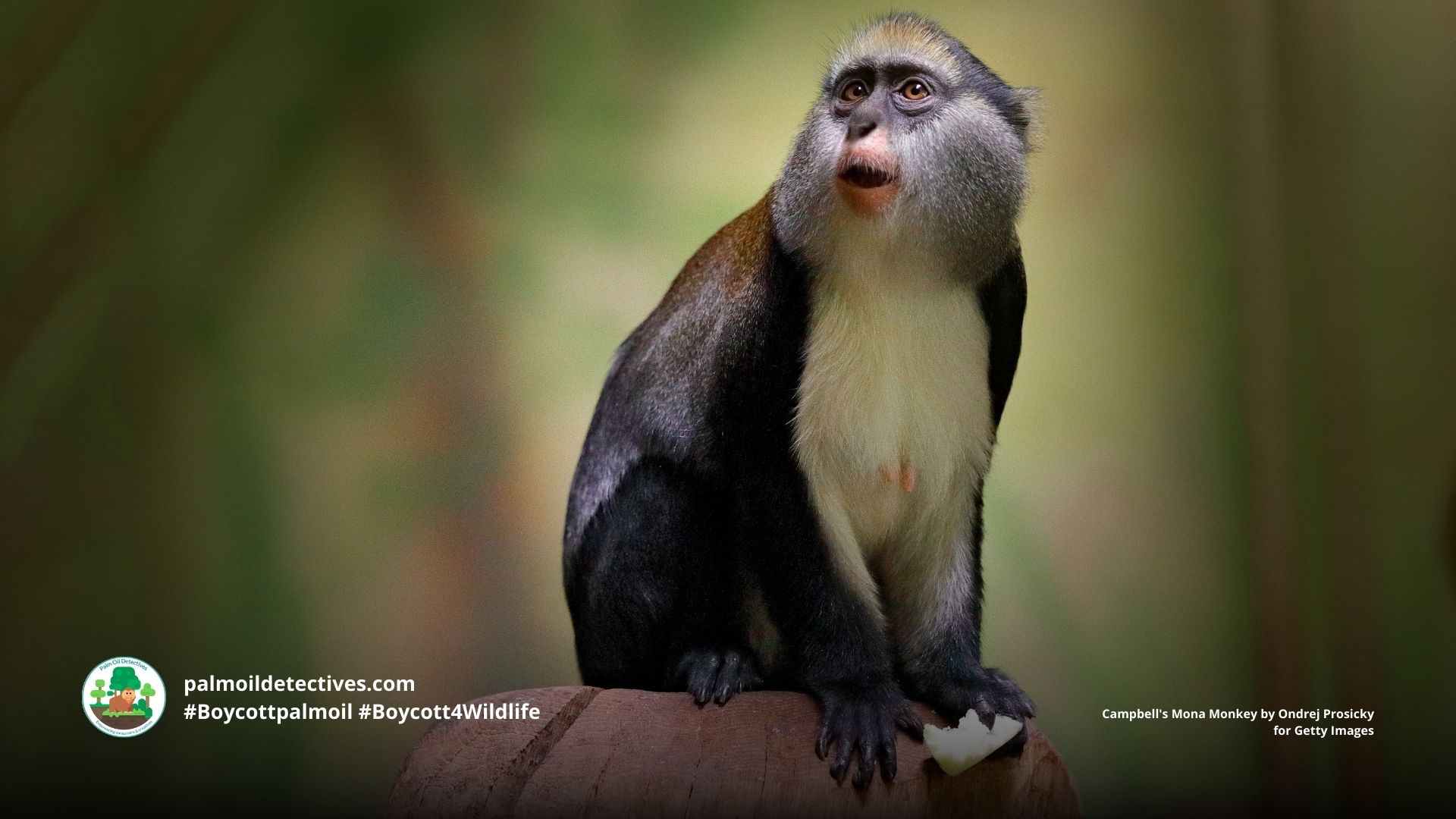 Campbell's Mona Monkey Cercopithecus campbelli