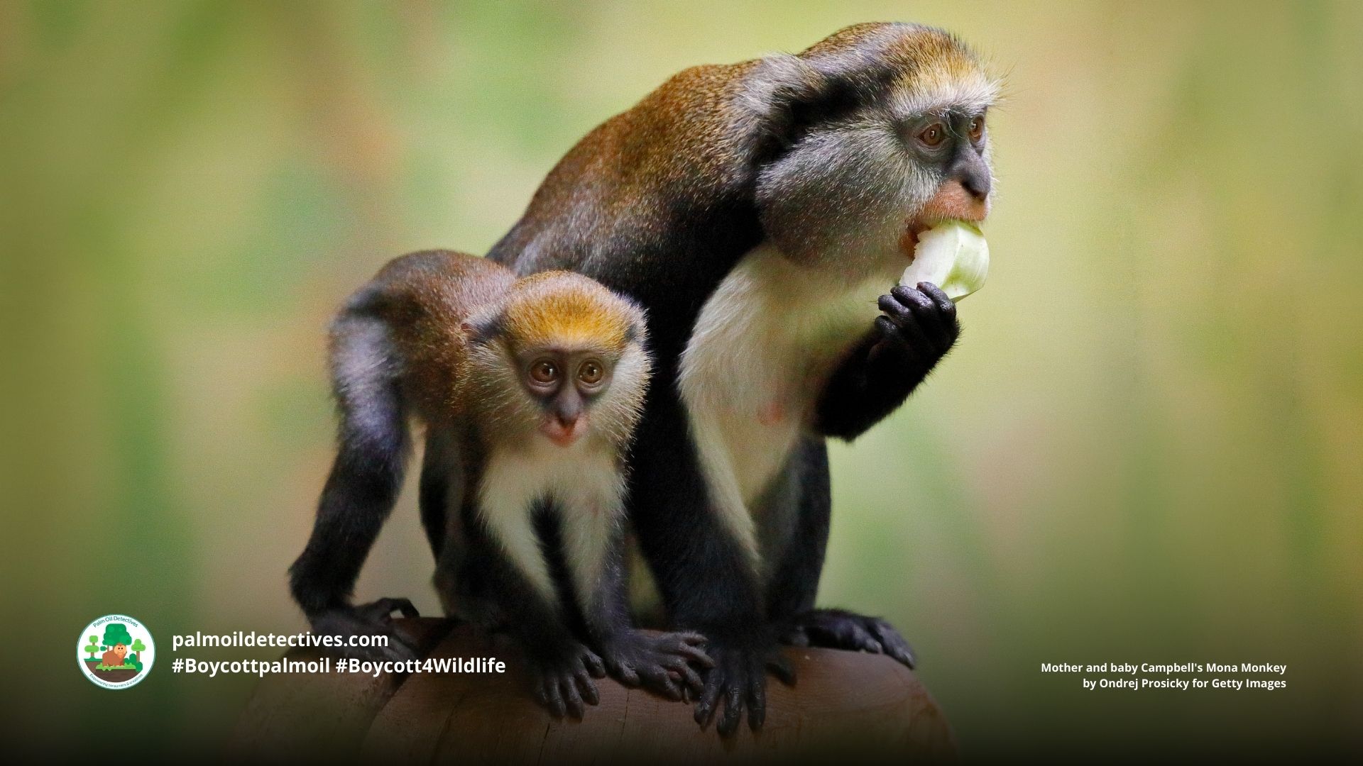 Campbell's Mona Monkey Cercopithecus campbelli
