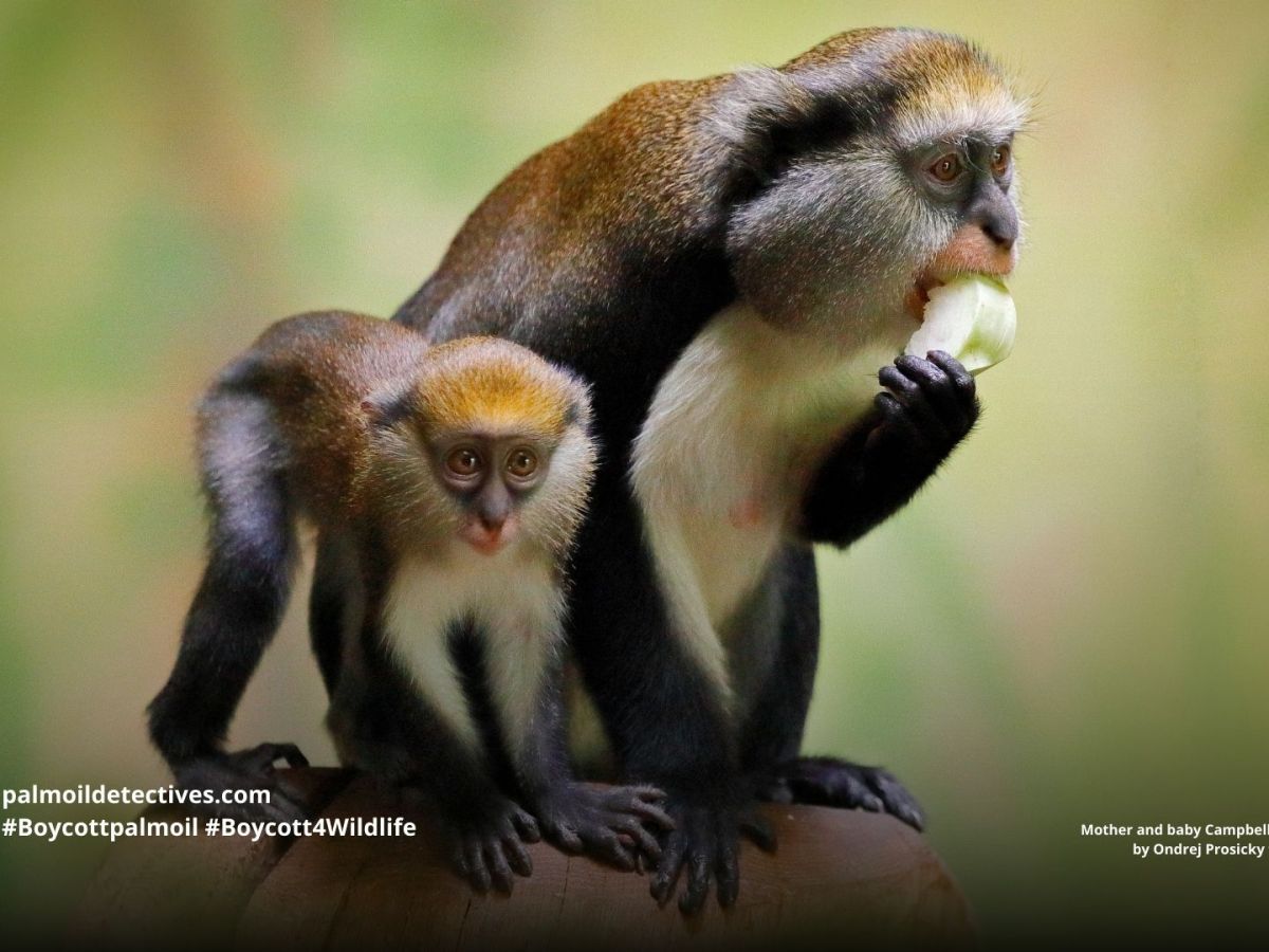 Campbell’s Mona Monkey Cercopithecus&nbsp;campbelli