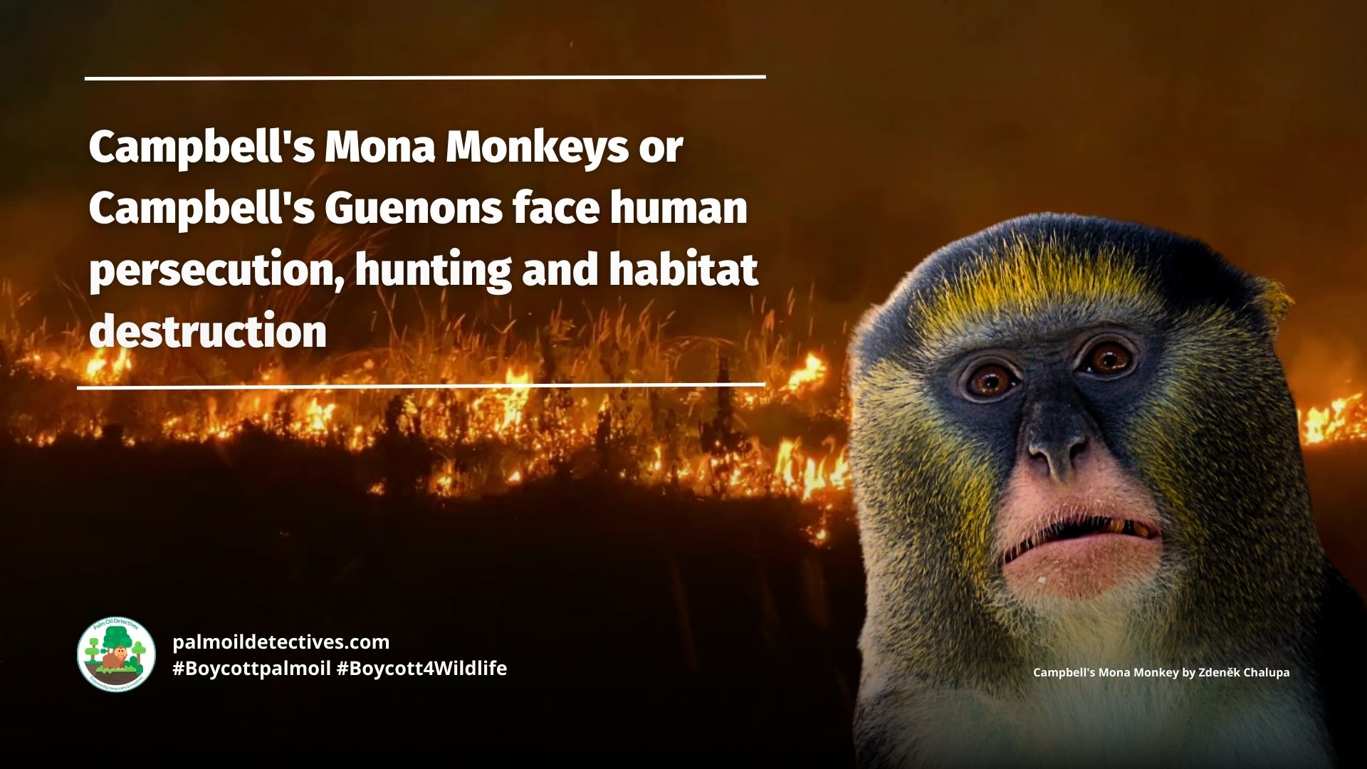 Campbell's Mona Monkey Cercopithecus campbelli