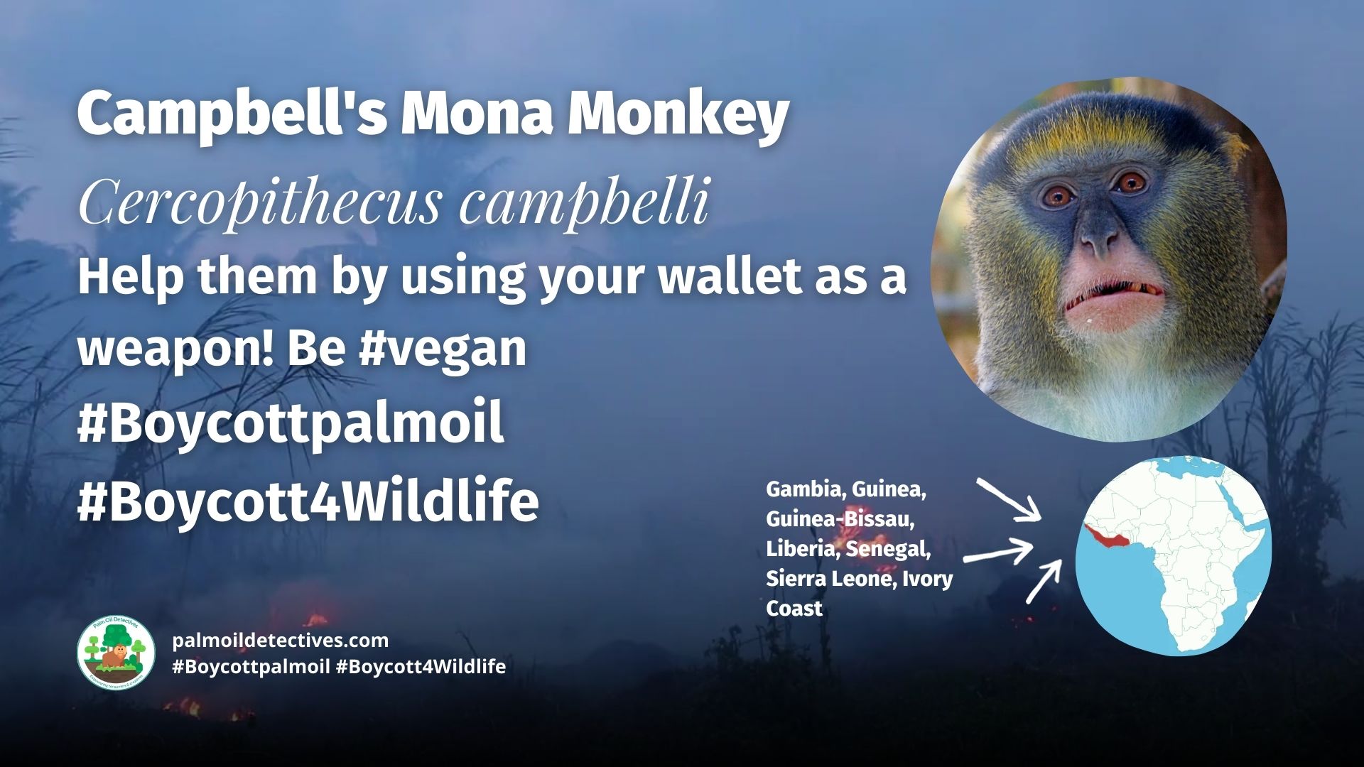 Campbell's Mona Monkey Cercopithecus campbelli #Boycottpalmoil #Boycott4Wildlife
