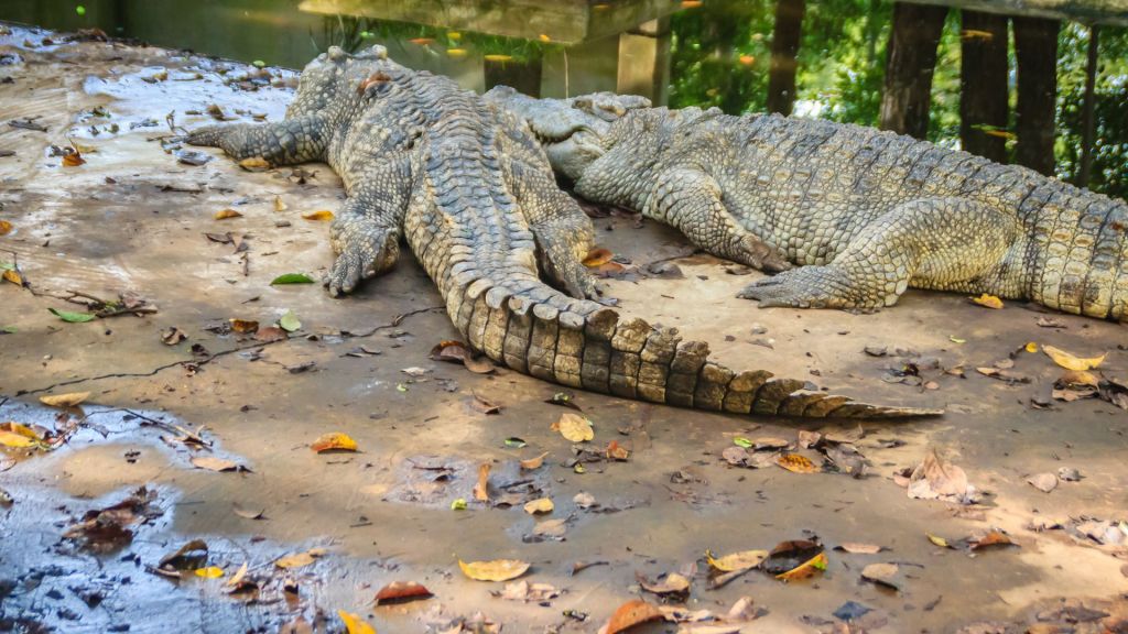 Caring for Siamese crocodiles in Cambodia