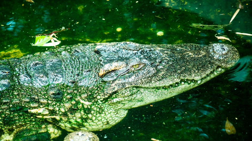 Caring for Siamese crocodiles in Cambodia