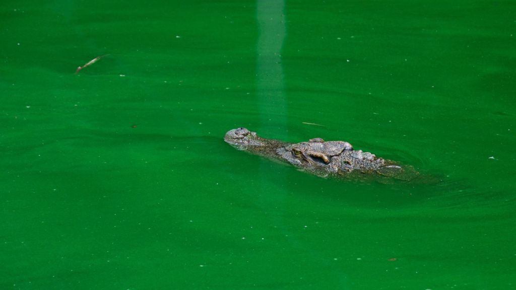 Caring for Siamese crocodiles in Cambodia