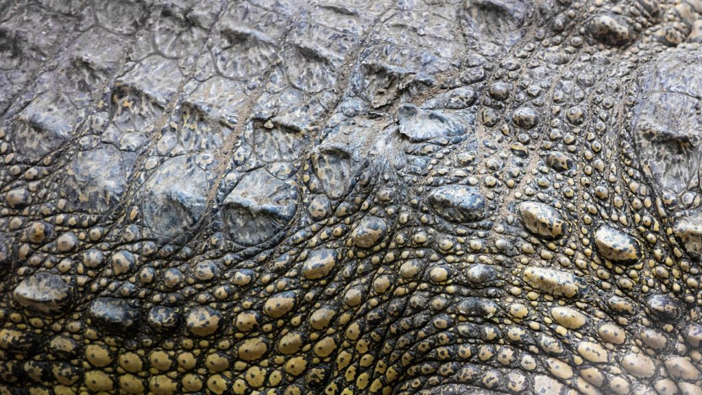 Caring for Siamese crocodiles in Cambodia