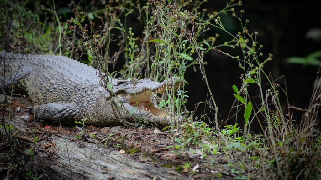 Caring for Siamese crocodiles in Cambodia