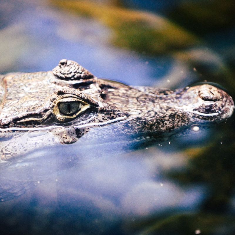 Caring for Siamese crocodiles in&nbsp;Cambodia