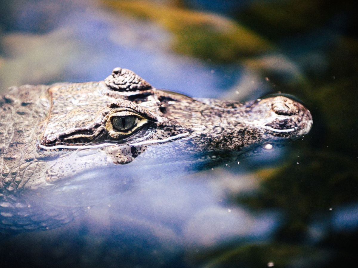 Caring for Siamese crocodiles in&nbsp;Cambodia