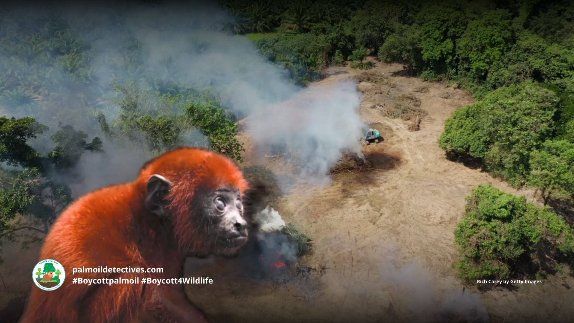 Colombian Red Howler Monkey Alouatta seniculus