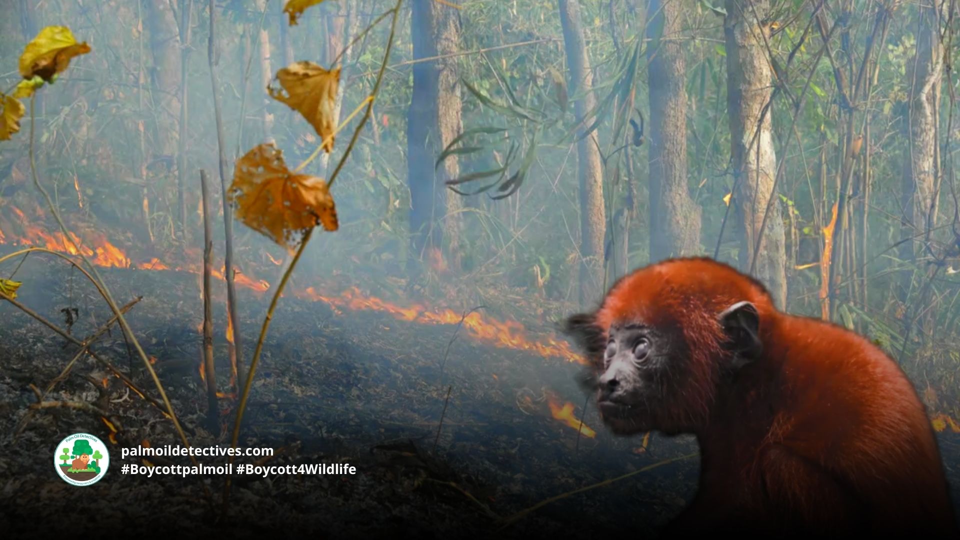 Colombian Red Howler Monkey Alouatta seniculus