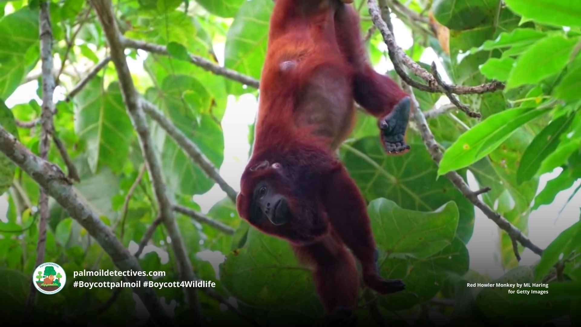 Colombian Red Howler Monkey Alouatta seniculus