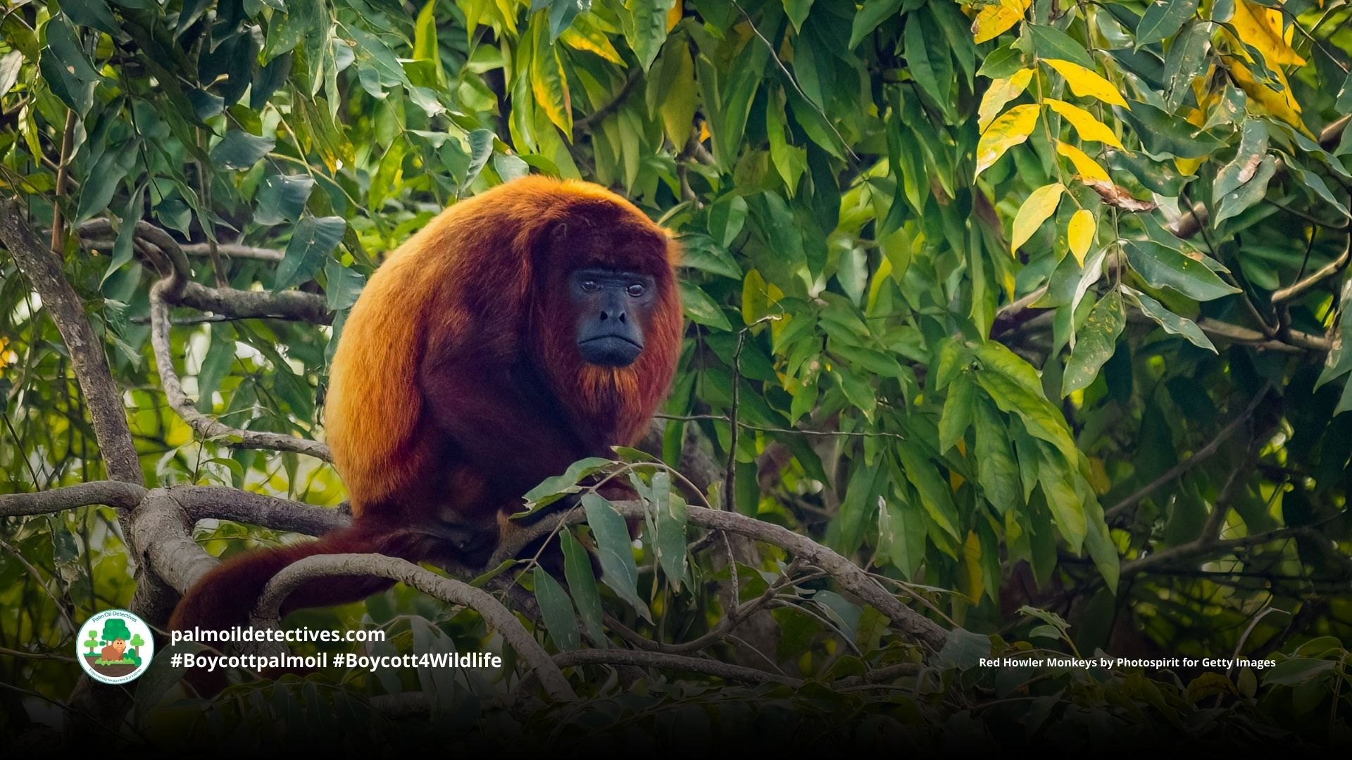 Colombian Red Howler Monkey Alouatta seniculus