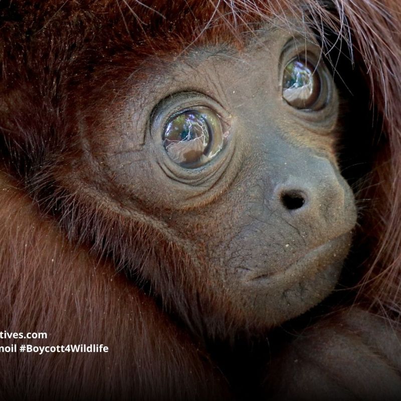Colombian Red Howler Monkey Alouatta&nbsp;seniculus