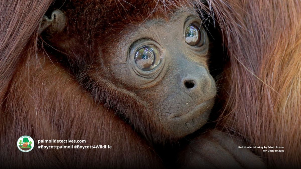 Colombian Red Howler Monkey Alouatta&nbsp;seniculus