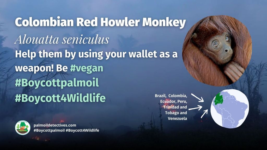 Colombian Red Howler Monkey Alouatta seniculus - Boycottpalmoil Boycott4Wildlife