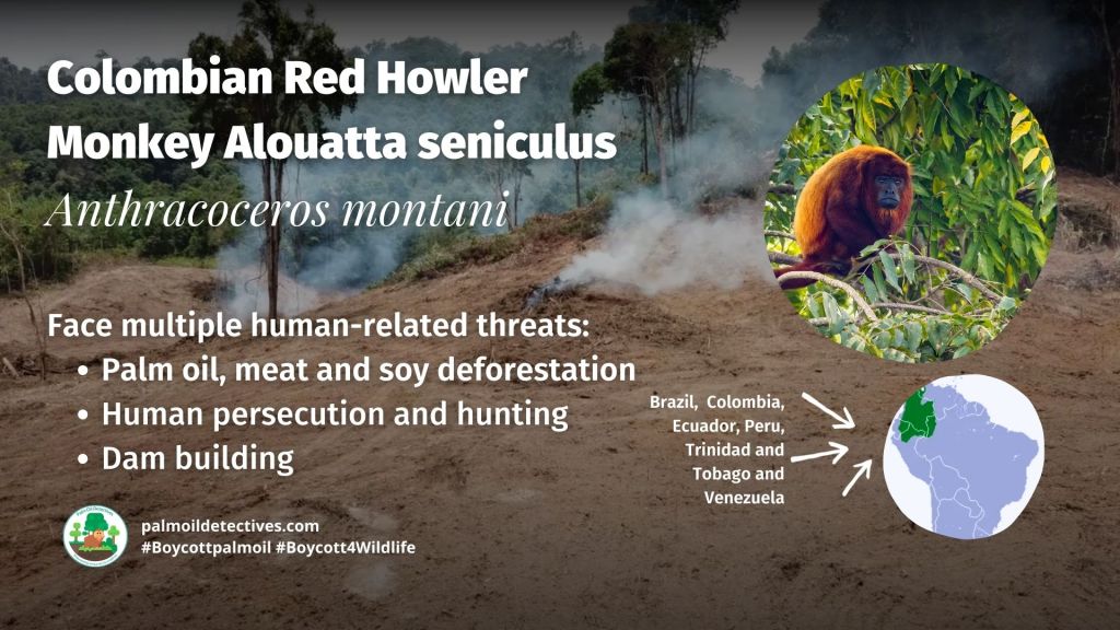 Colombian Red Howler Monkey Alouatta seniculus - threats