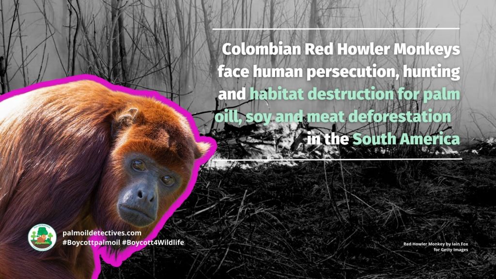 Colombian Red Howler Monkey Alouatta seniculus - threats