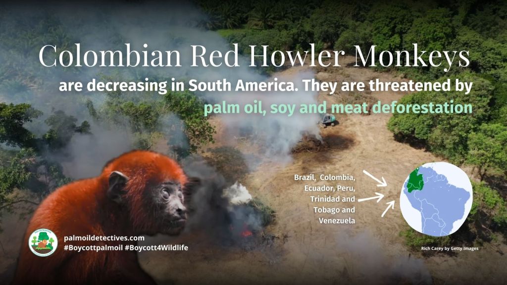 Colombian Red Howler Monkey Alouatta seniculus - threats
